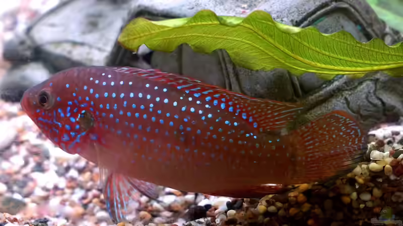 Buntbarsche aus Westafrika - faszinierende Vielfalt für das Aquarium