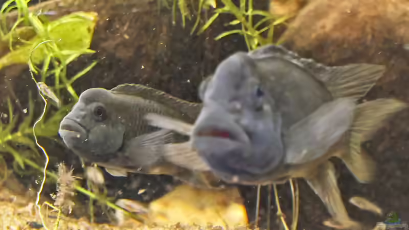 Buntbarsche aus Westafrika - faszinierende Vielfalt für das Aquarium