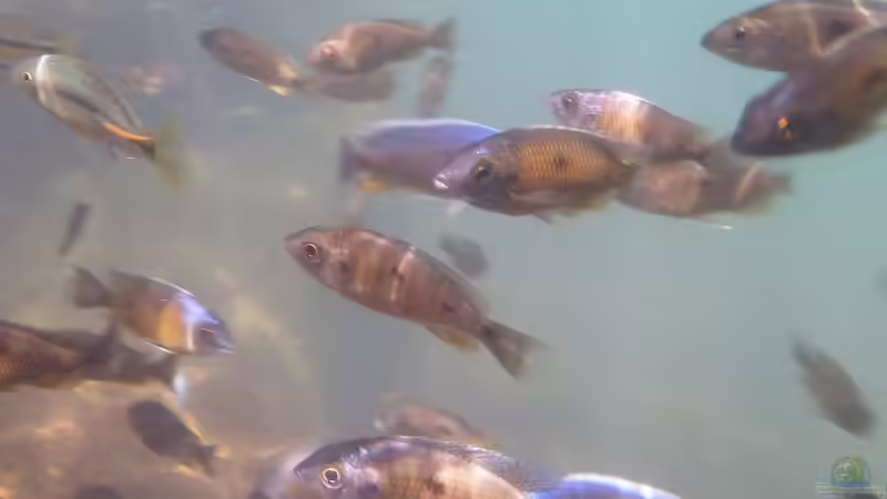 Buntbarsche im Malawisee von Malawi-Freunde (3)