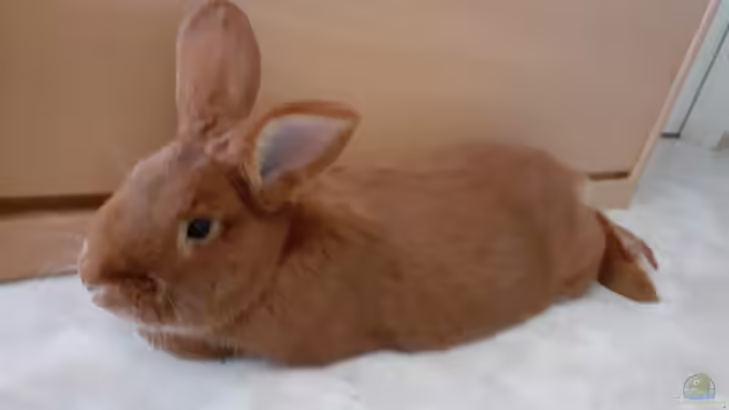 BUNTbarsche sind keine Barsche!!