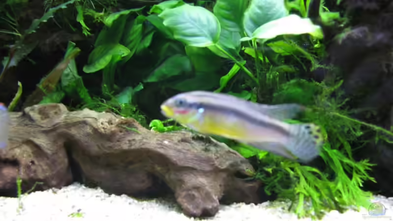 Buntbarsche von Aquadog (9)