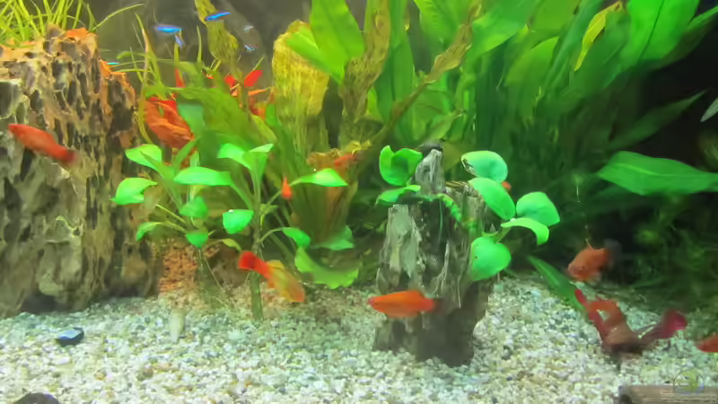 Bunte Fischsuppe....leider....deshalb Umgestaltung von Mofafi-Liebhaber (54)