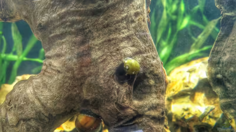 Bunte Geweihschnecke von Solvin (8)