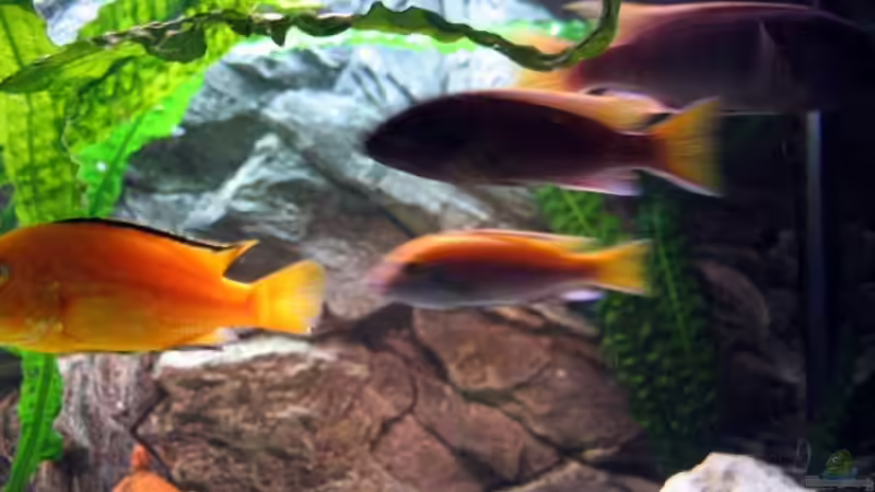 bunte Mischung der Malawis`s von Ricardo Kisker (25)