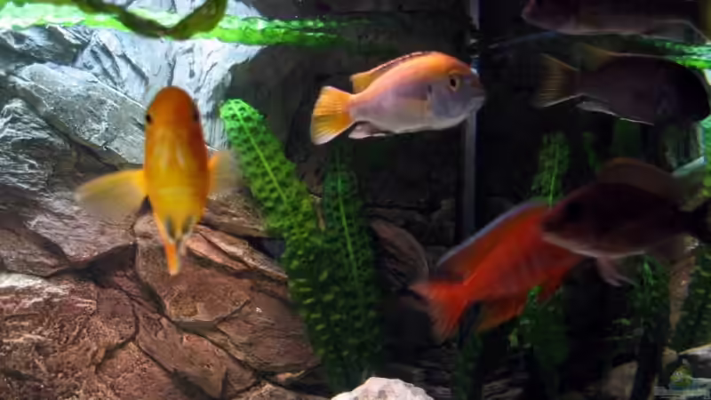 bunte Mischung der Malawis`s von Ricardo Kisker (26)