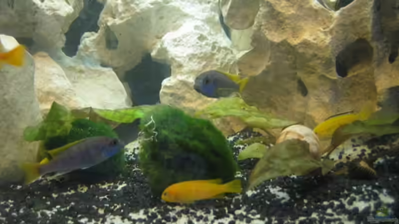 Bunte Mischung von Sky1706 (21)