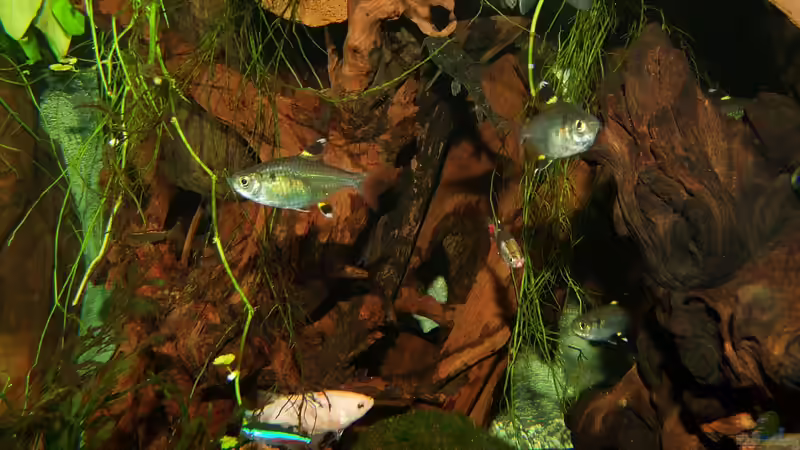 Aquarien mit Pristella maxillaris (Sternflecksalmler)