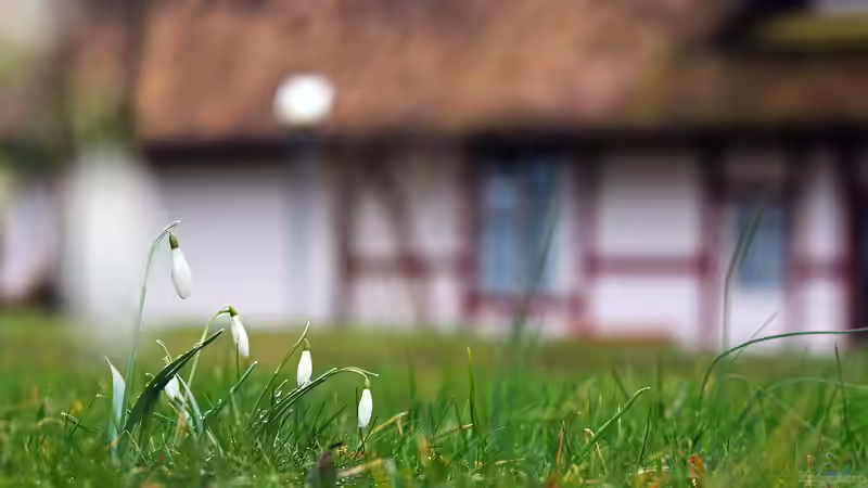 Bunter Frühling: Frühblüher im Garten