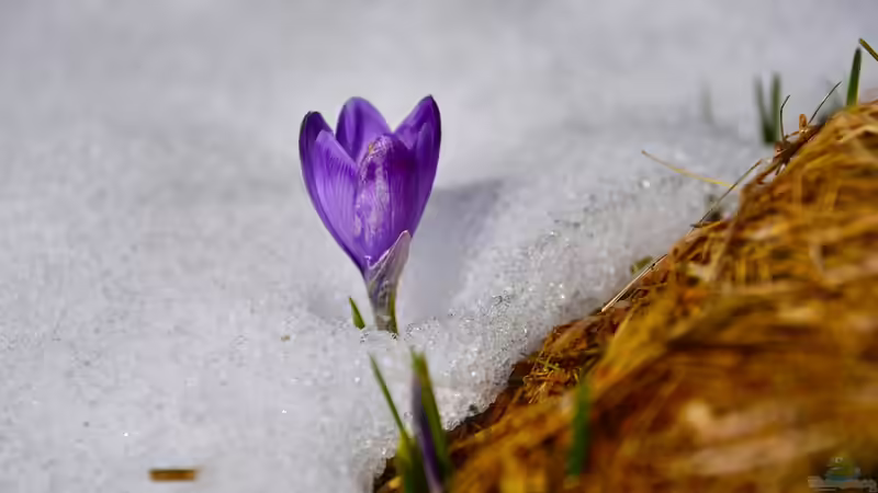 Bunter Frühling: Frühblüher im Garten