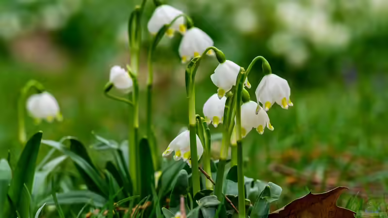 Bunter Frühling: Frühblüher im Garten