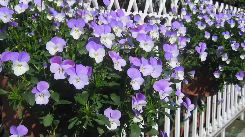 Bunter Frühling: Frühblüher im Garten