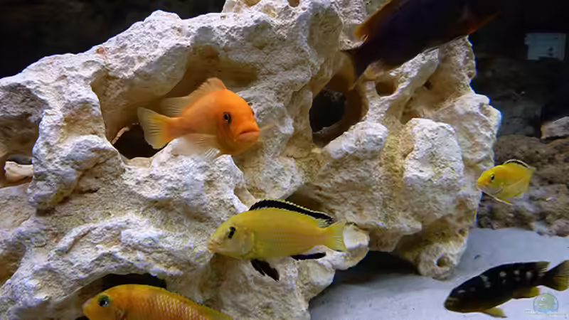 Bunter Haufen von African Lake (11)