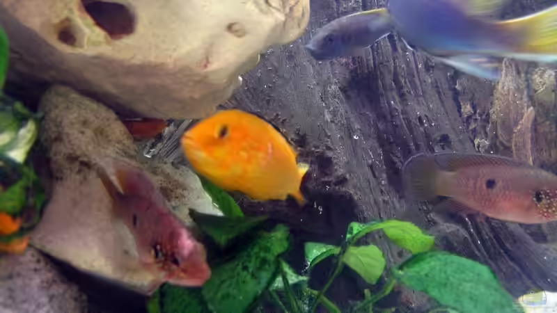 bunter Mix von Ricardo Kisker (21)