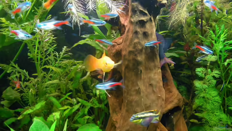 Buntes  Durcheinander von Bazzi (65)