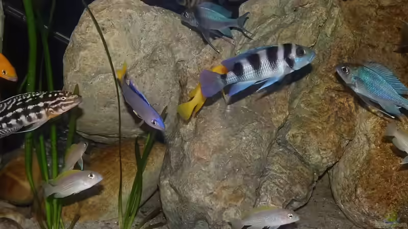 Buntes, harmonisches Treiben von Cichliden-Kabuff (55)