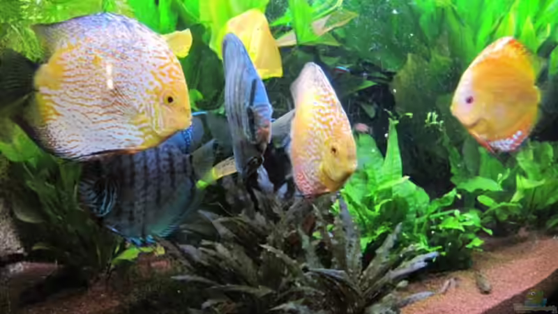 Buntes Diskustreiben von Jogi (33)