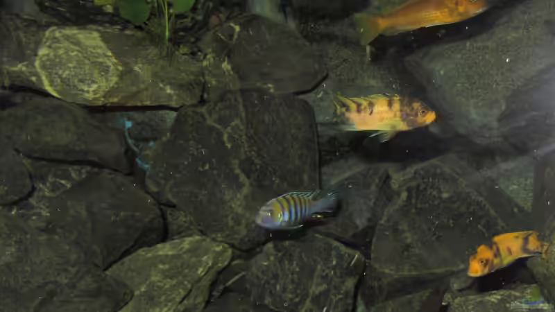 Buntes Treiben... von bossie1704 (104)