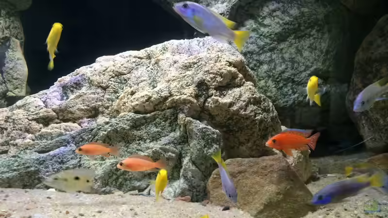 buntes treiben :) von Branjo (43)