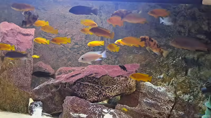 Buntes Treiben.  von Simon Delgardo (17)