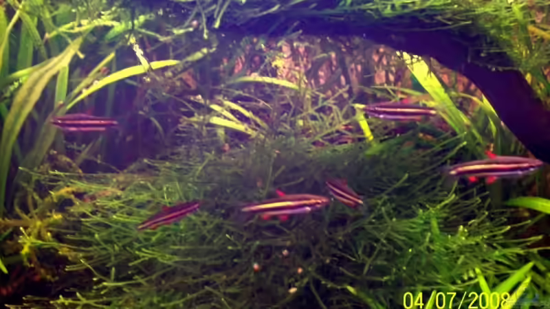 Moos als Deko im Aquarium (Einrichtungsbeispiele mit Moosen)