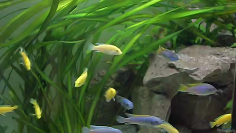 buntes treiben von Mats (48)