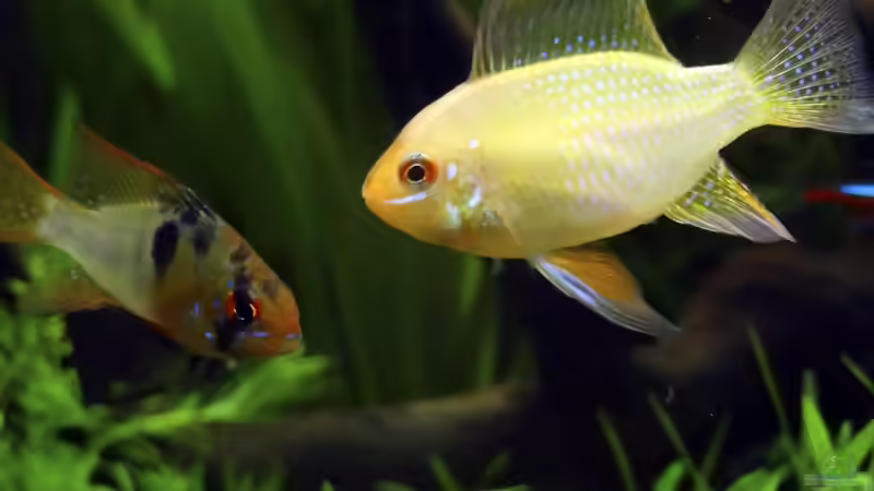 Buntis von BigBDorsten (12)