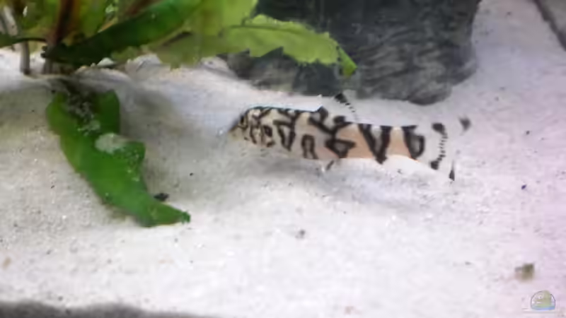 Burmesische Prachtschmerle von Steph Anie (9)