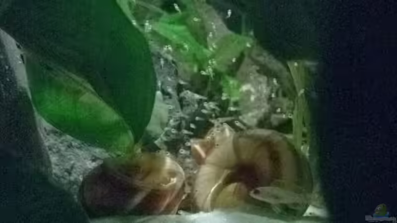 Burundi Nachwuchs durchs Gemüse ^^ von Trooper (63)