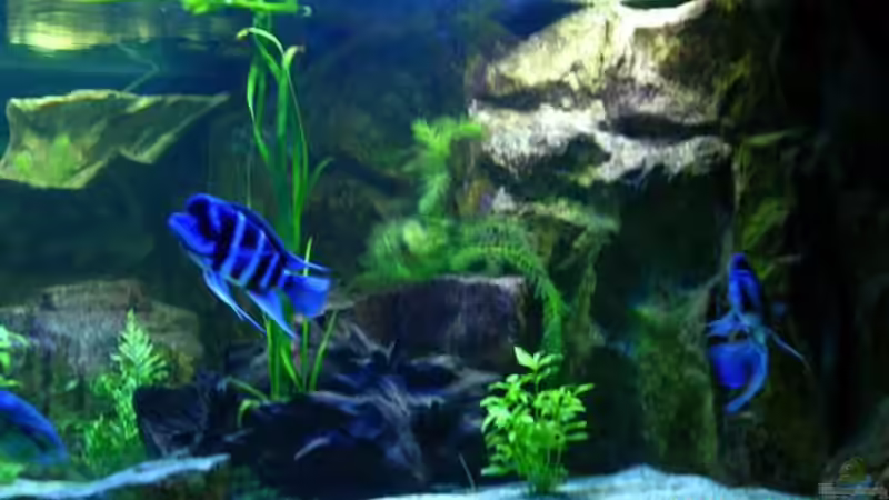 Buschen-Stahl 2010 von buschen-stahl.de (9)