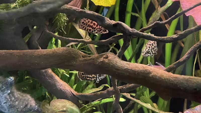 Buschfisch ???Party??? von Franne (21)