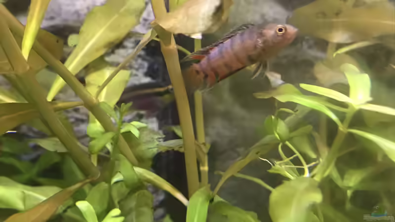 Buschfisch von Tim1979 (38)