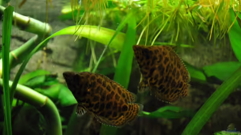 buschi von Der Buschfisch (22)