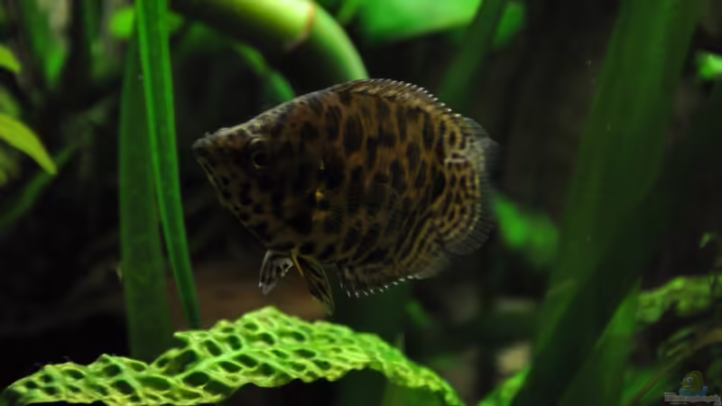 buschi von Der Buschfisch (23)