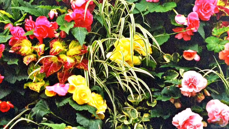 Butchart Gardens - Kanadas Gartenparadies für Natur- und Gartenliebhaber