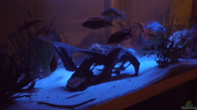 by night von Jennifer Clee (9)