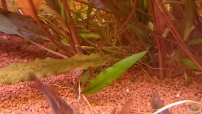 C. Aeneus beim chillen... von rainbow2010 (9)