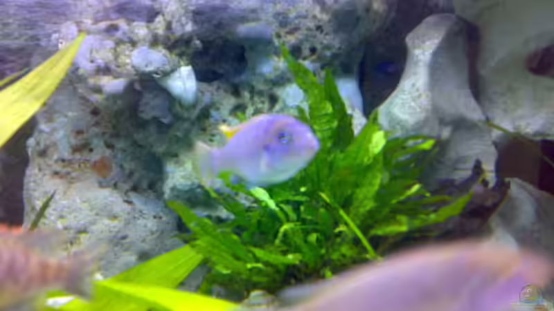 C. afra Jalo Reef von Sylvia Hoffmann (14)