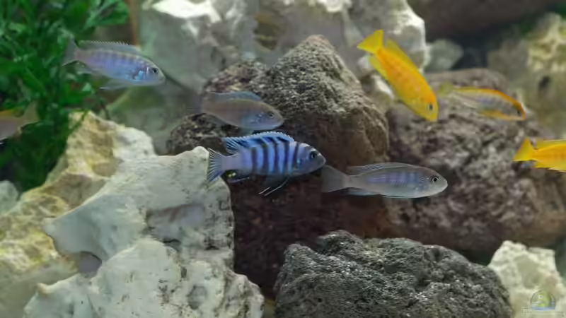 C. afra von Swen Rengers (6)