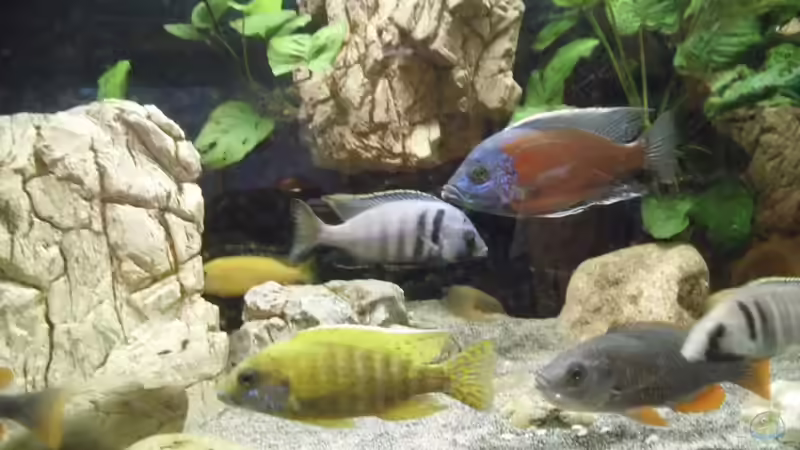 C. borley, A. baenschi benga und P. electra von Noah (43)