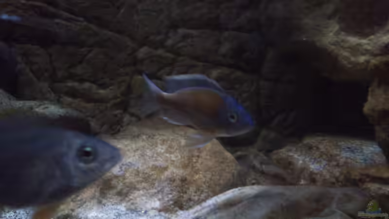 C. borley Männchen und im Vordergrund eins der Weiber von Noah (17)