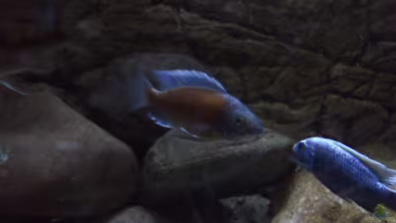 C. borley Männchen von Noah (16)