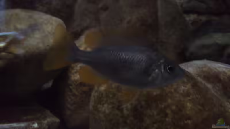 C. borley Weibchen von Noah (18)