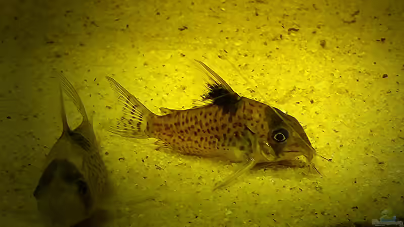 c. brevirostris wildfang von Sebastian Müller (47)