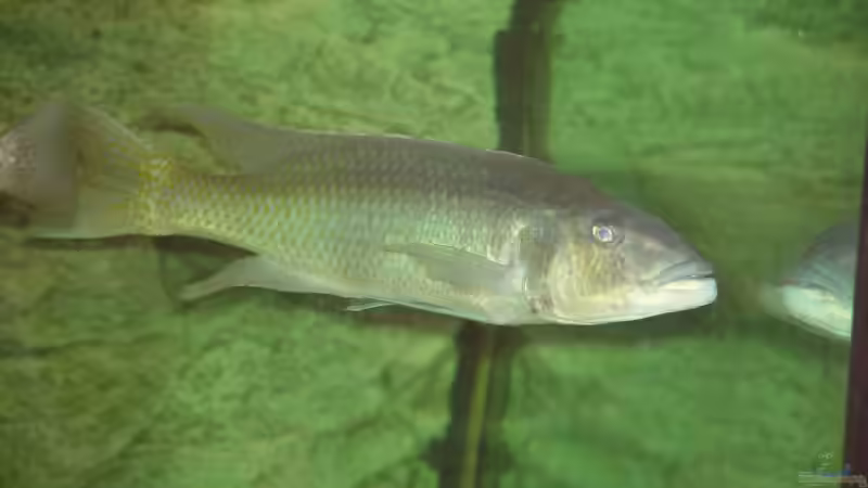 C. caeruleus gute 33 cm  von Thomas Knecht (16)