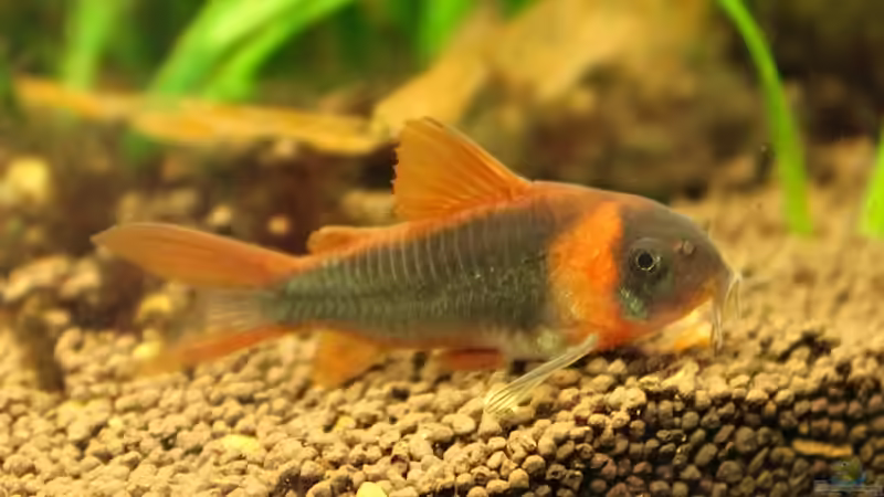 C. eques  von diveman (42)