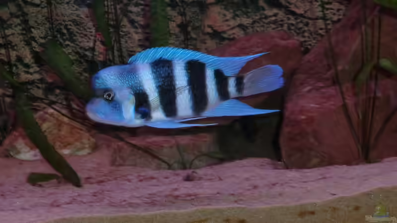 C. Frontosa kipili Blue von Jannik Sommer (11)