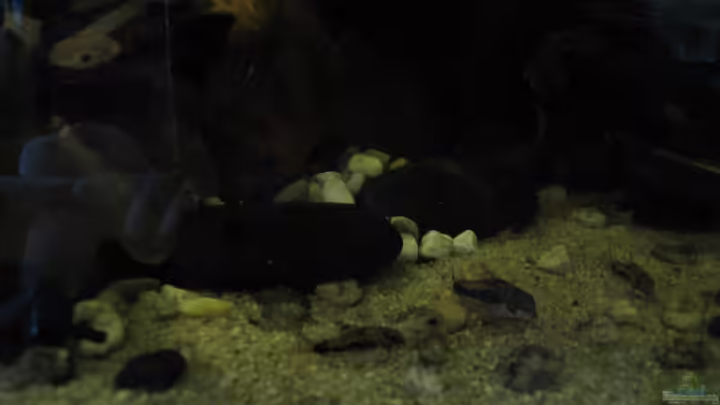 c. habrosus von Jemafa (37)