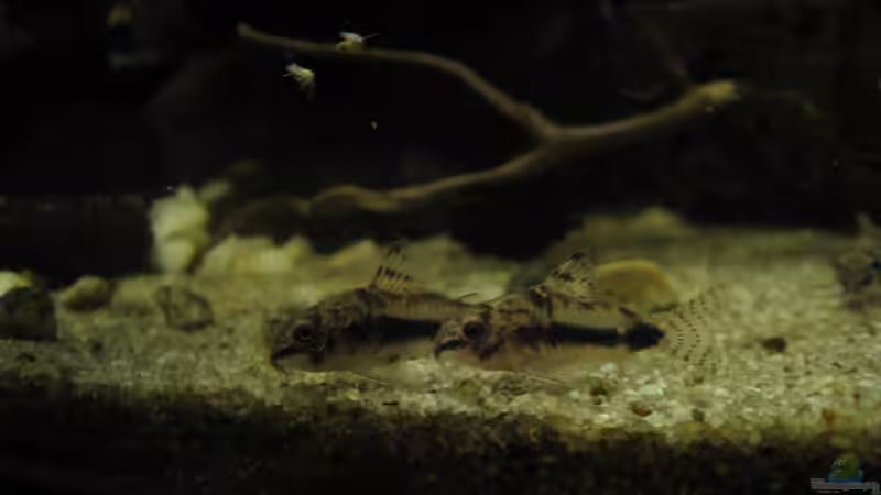 c. habrosus von Jemafa (40)