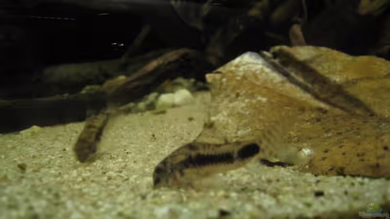 c. habrosus von Jemafa (42)