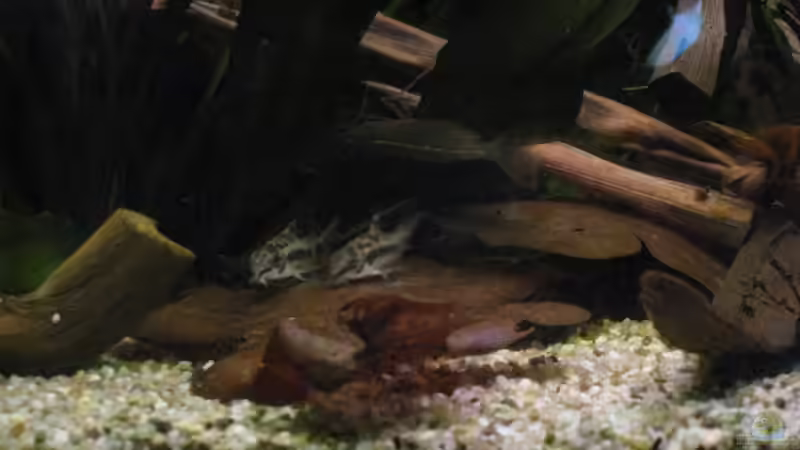 C. habrosus von Jemafa (44)